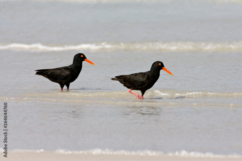 Two adult African Black Oystercatchers (Haematopus moquini) standing on a South African sandy beach near Cape Town. Two adult African Black Oystercatchers (Haematopus moquini) standing on a South African sandy beach near Cape Town.