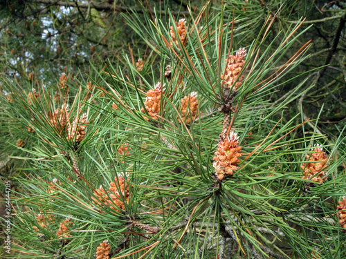 Closeup of pine cones in a forest on the Wadden Island of Vlieland in the Netherlands.