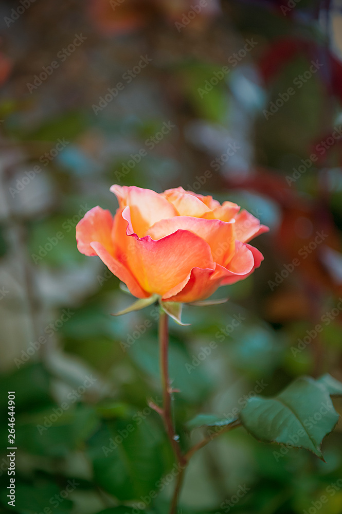 Beautiful rose which growing outdoors in home garden