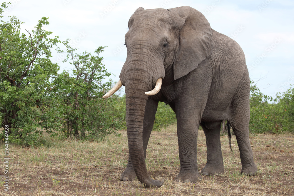 Fototapeta premium Słoń afrykański / słoń afrykański / Loxodonta africana