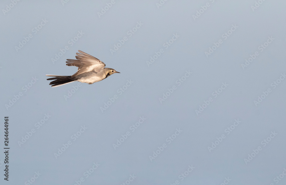 Fototapeta premium White Wagtail (Motacilla alba alba) during autumn migration in Lake Durankulak along the Black sea coast in northern Bulgaria.