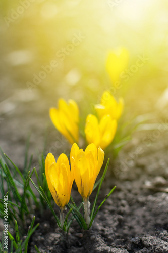 Beautiful spring background with close-up of blooming yellow and purple crocus. First flowers on a meadow in park under bright sun in spring time