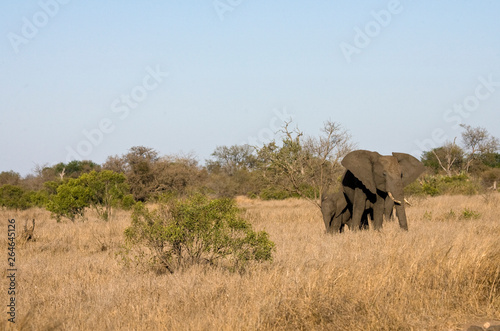 African Elephant (Loxodonta africana) in the Kruger national park, South Africa.