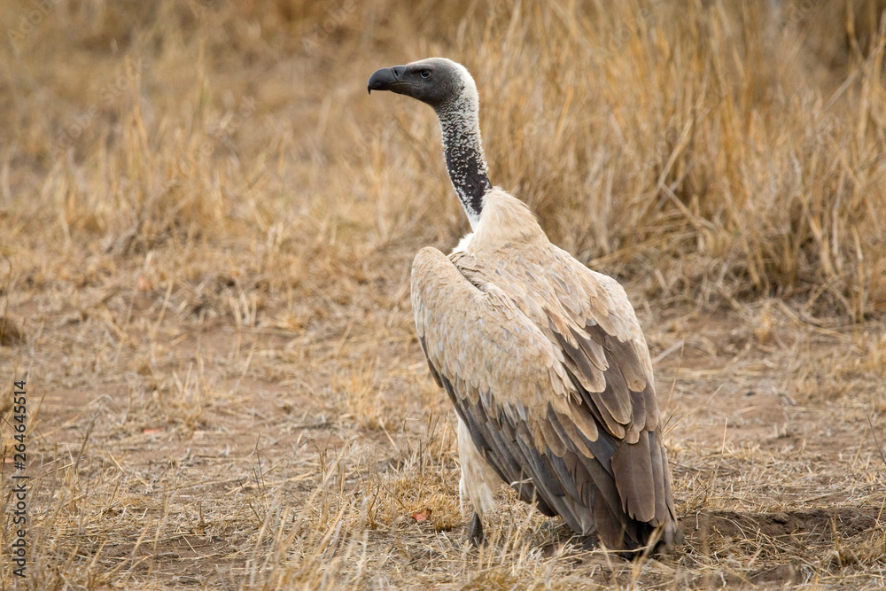 Critically Endangered African White-backed Vulture (Gyps africanus) in Kruger National Park in South Africa. Standing on the ground. Critically Endangered African White-backed Vulture (Gyps africanus) in Kruger National Park in South Africa. Standing on the ground.