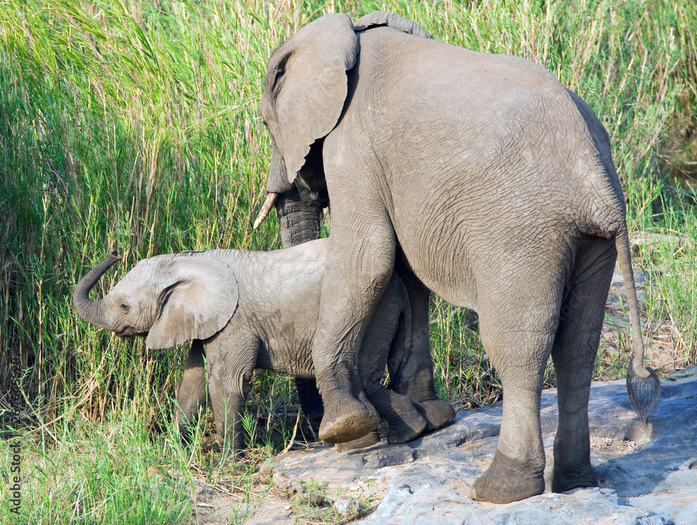 Fototapeta premium African Elephant cow and her young calf (Loxodonta africana) in the Kruger national park, South Africa.