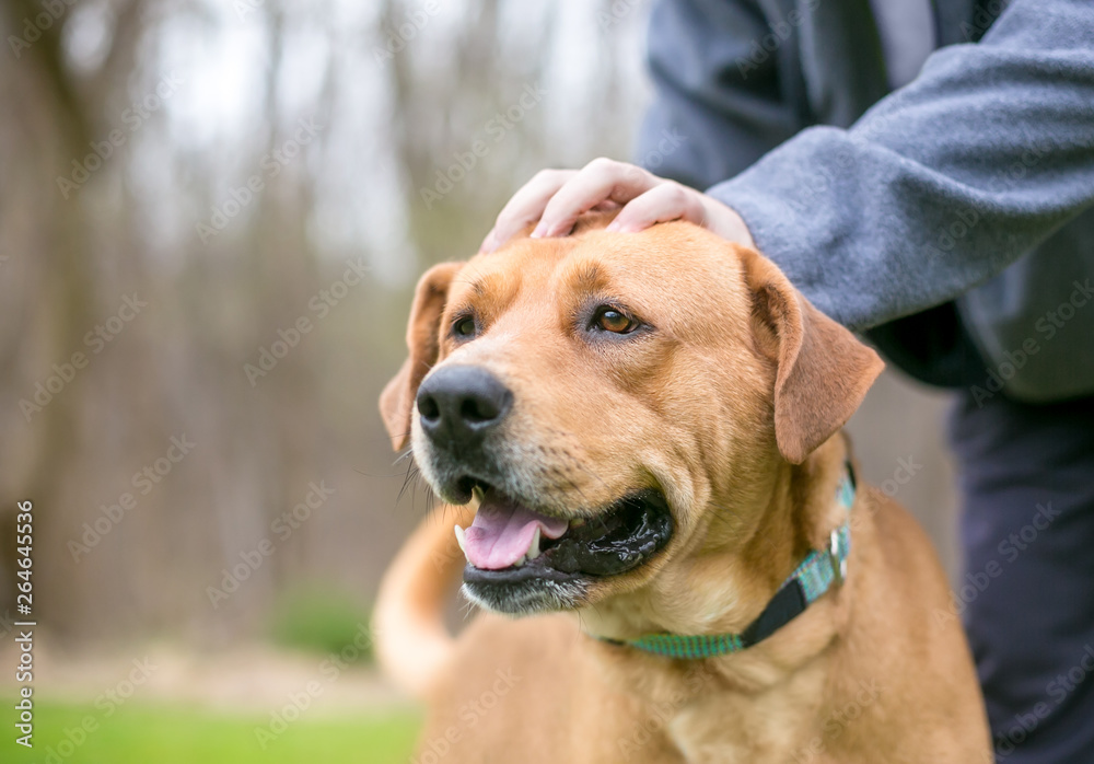 A person petting a happy Labrador Retriever mixed breed dog