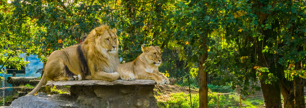 Εκτύπωση καμβά lion couple, male and female lion laying together on a rock, Wild cats from Afri