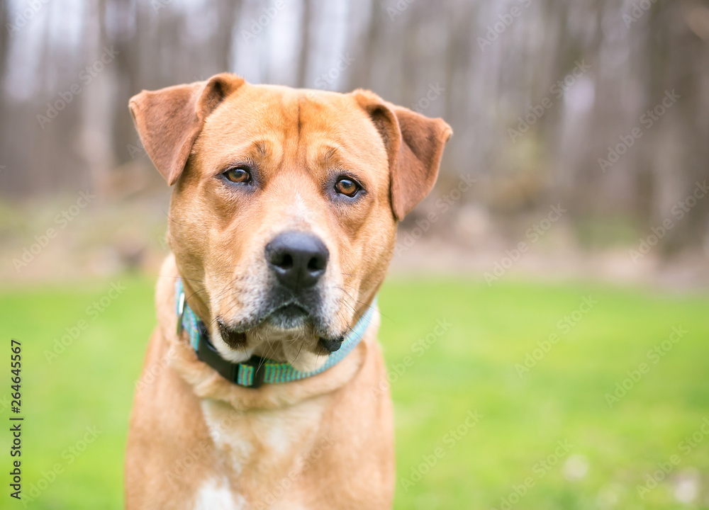 A Labrador Retriever mixed breed dog outdoors