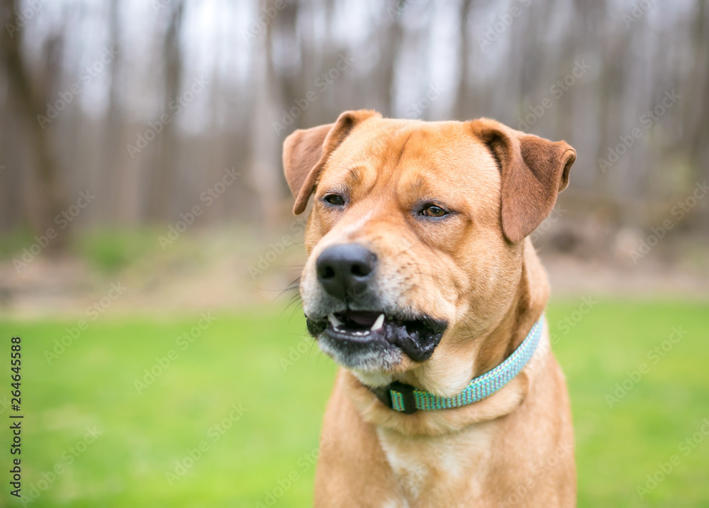 A Labrador Retriever mixed breed dog chewing with a funny expression on its face A Labrador Retriever mixed breed dog chewing with a funny expression on its face