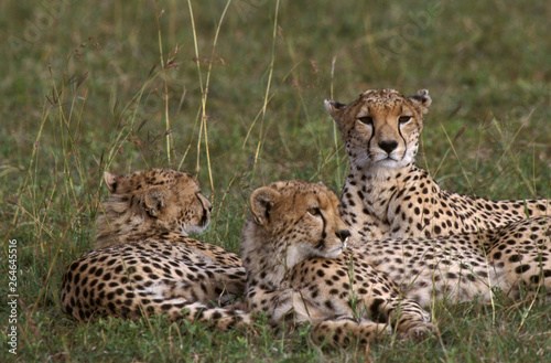Adult female Cheetah (Acinonyx jubatus) lying in the grass with her two young cubs in the Maasai Mara in Kenya.