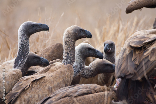 Critically Endangered African White-backed Vultures (Gyps africanus) at a Lion kill in Kruger National Park in South Africa.