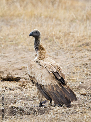 Critically Endangered African White-backed Vulture  Gyps africanus  in Kruger National Park in South Africa. Standing on the ground.