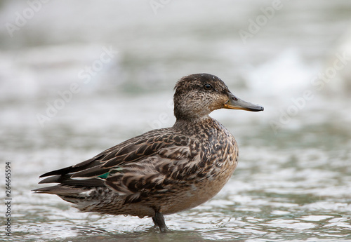 Adult female Common Teal (Anas crecca) standing on the edge of a small pond on the Azores.