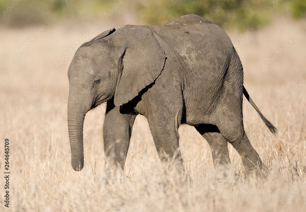 Young African Elephant (Loxodonta africana) in the Kruger national park, South Africa.