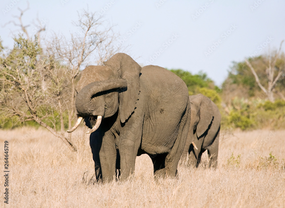 African Elephant (Loxodonta africana) in the Kruger national park, South Africa.