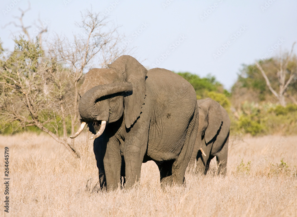African Elephant (Loxodonta africana) in the Kruger national park, South Africa. African Elephant (Loxodonta africana) in the Kruger national park, South Africa.