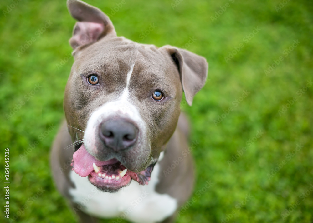 A friendly gray and white Pit Bull Terrier mixed breed dog with floppy ears and a happy expression