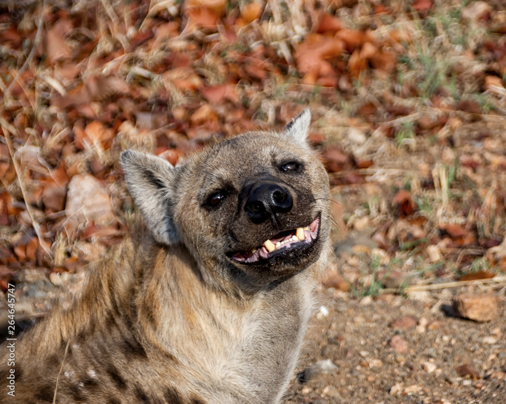 Fotografie Female Spotted Hyena
