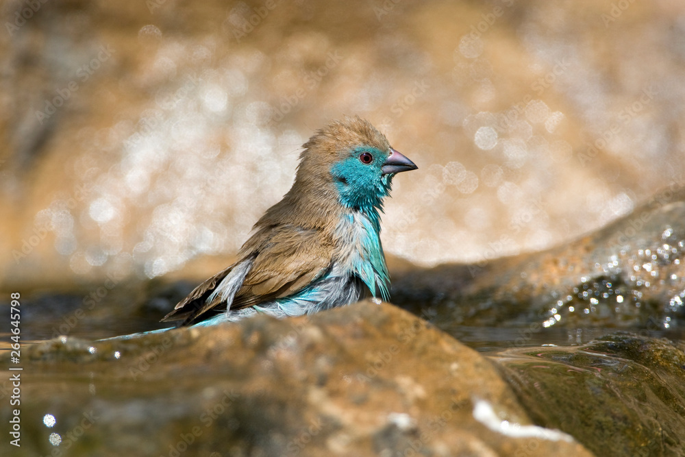 Obraz premium Blue Waxbill (Uraeginthus angolensis), also known as Southerm Cordon-bleu, in Kruger National park South Africa. Taking a bath.