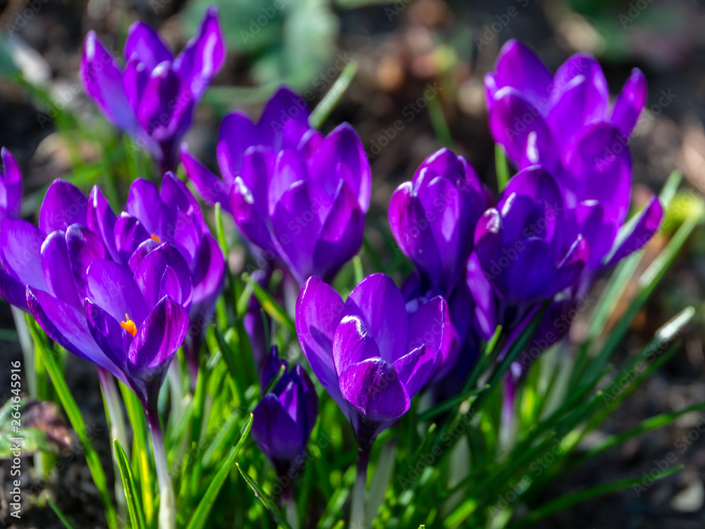 Deep blue or violet crocuses Ruby Giant on natural garden background. Soft selective focus. Spring theme for design.