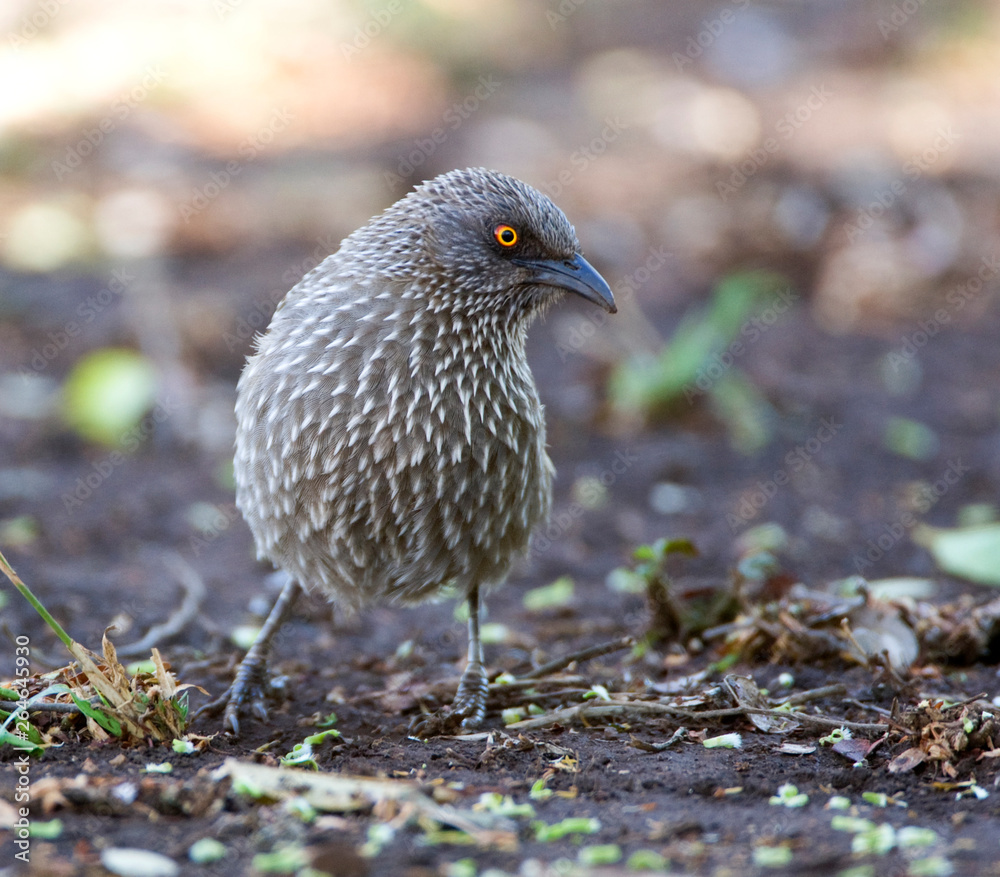 Obraz premium Arrow-marked Babbler (Turdoides jardineii) foraging on the ground in the Kruger National Park in South Africa.