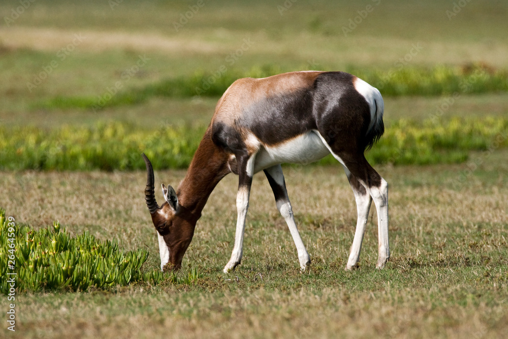 Bontebok (Damaliscus pygargus) in game park in South Africa. Bontebok (Damaliscus pygargus) in game park in South Africa.