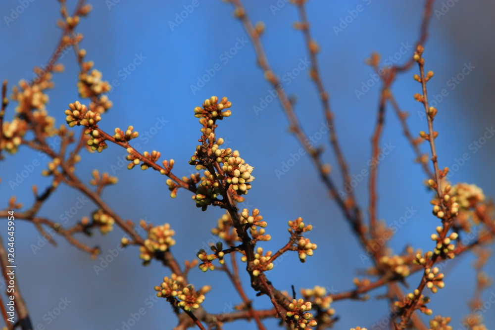 background of spring Buds of blackthorn or sloe, Prunus spinosa specie background of spring Buds of blackthorn or sloe, Prunus spinosa specie