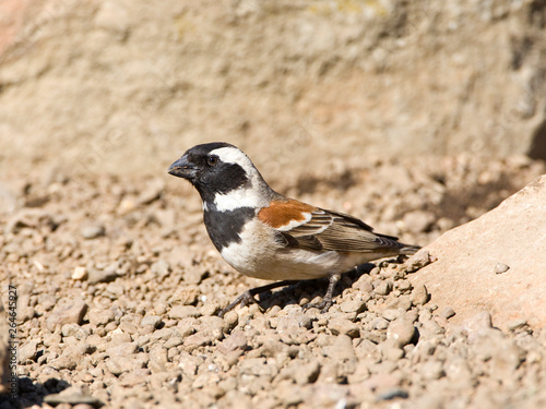 Male Cape Sparrow (Passer melanurus) standing on the ground in Leshoto.
