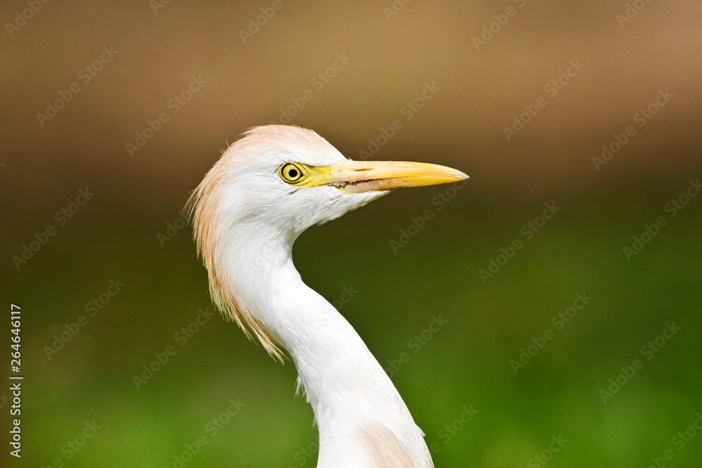 Cattle Egret (Bubulcus ibis) in the Gambia against a green natural background.