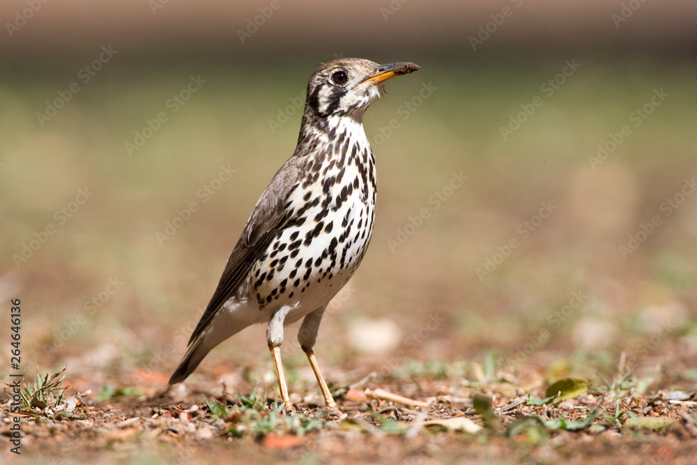 Groundscraper Thrush (Psophocichla litsitsirupa) standing on the ground in a safari camp in Kruger National Park in South Africa. Groundscraper Thrush (Psophocichla litsitsirupa) standing on the ground in a safari camp in Kruger National Park in South Africa.