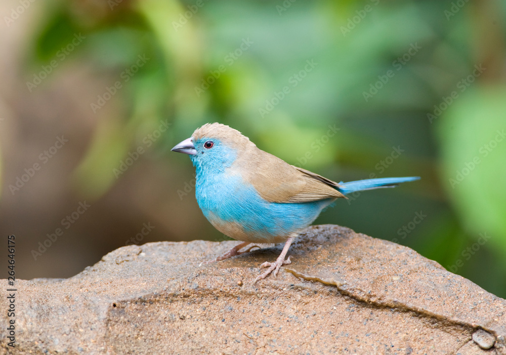 Blue Waxbill (Uraeginthus angolensis), also known as Southerm Cordon-bleu, in Kruger National park South Africa. Perched on a rock in a garden.