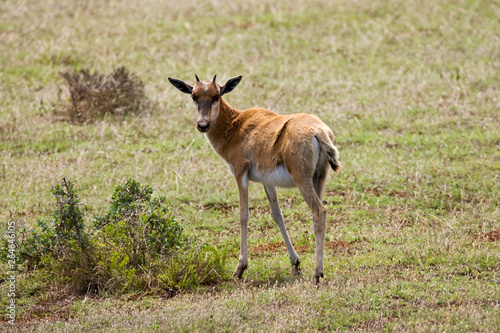 Bontebok (Damaliscus pygargus) in game park in South Africa.