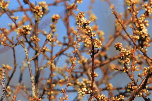 background of spring Buds of blackthorn or sloe, Prunus spinosa specie © arenysam