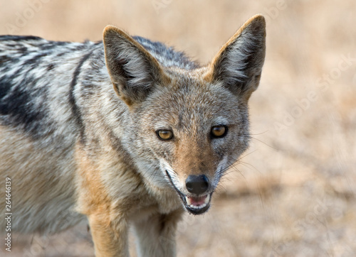 Black-backed Jackal (Canis mesomelas) during the dry season in the Kruger National Park in South Africa.
