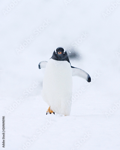 Gentoo Penguin  Pygoscelis papua  on Brown Bluff beach in Antarctica. Walking through fresh snow.