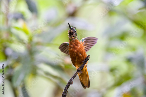 Chestnut-breasted Coronet (Boissonneaua matthewsii) perched on a twig in the Andean cloudforest of Ecuador.  photo