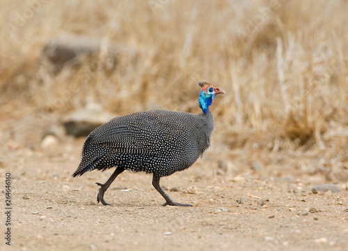 Adult Helmeted Guineafowl (Numida meleagris) crossing a dirt road in South Africa.