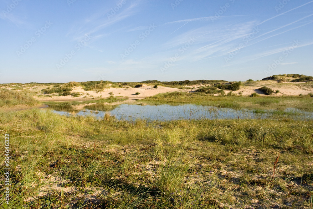 Landscape of typical habitat of sandy dunes and low grasses in Berkheide, national park south of Katwijk, in the Netherlands. 