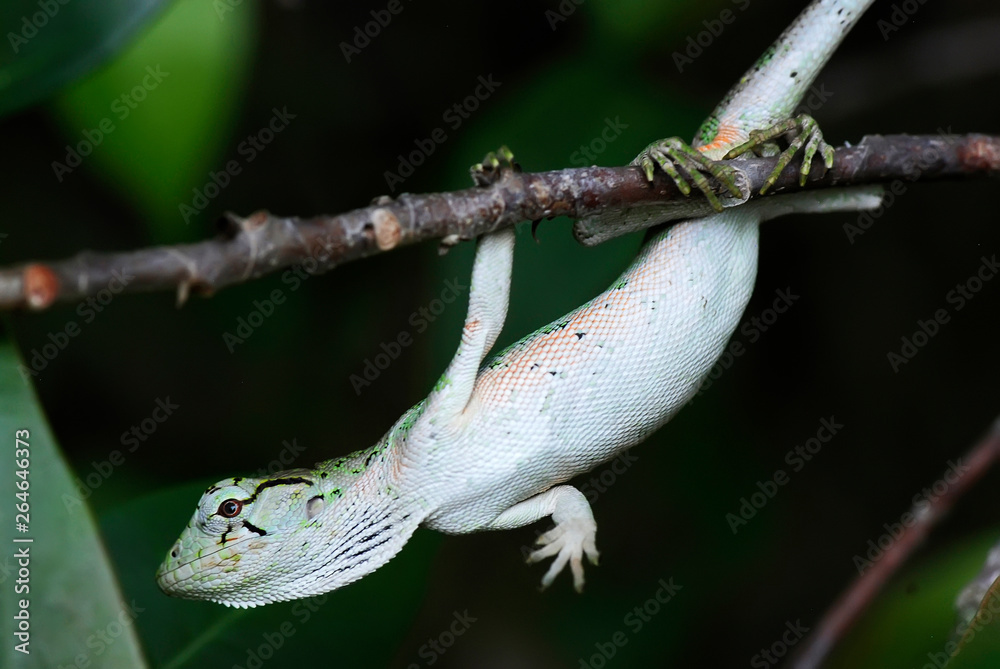 Many-colored Bush Anole photographed in Guarapari, Espirito Santo - Southeast of Brazil. Atlantic Forest Biome. Picture made in 2007 Many-colored Bush Anole photographed in Guarapari, Espirito Santo - Southeast of Brazil. Atlantic Forest Biome. Picture made in 2007