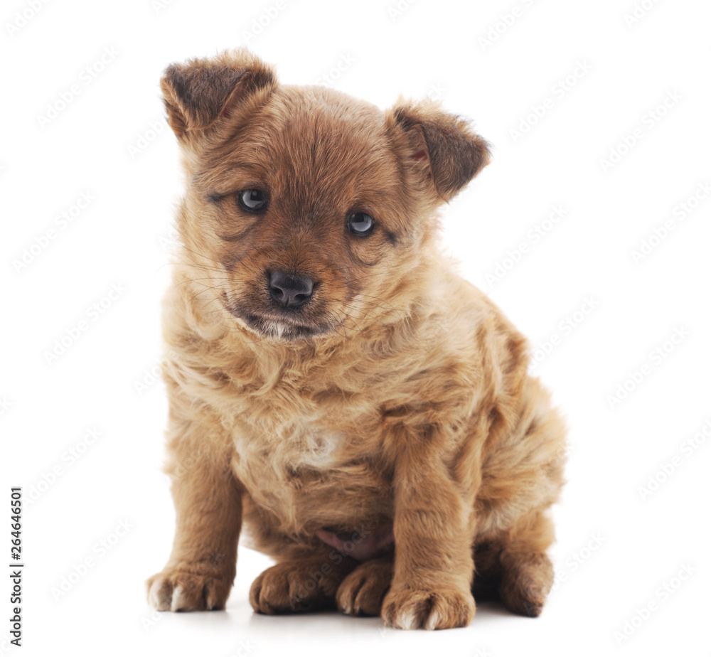 Little brown puppy. Little brown puppy.