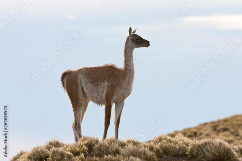 Guanaco (Lama guanicoe) in the steppes of Patagonia in Argentina