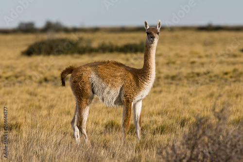 Guanaco (Lama guanicoe) in the steppes of Patagonia in Argentina