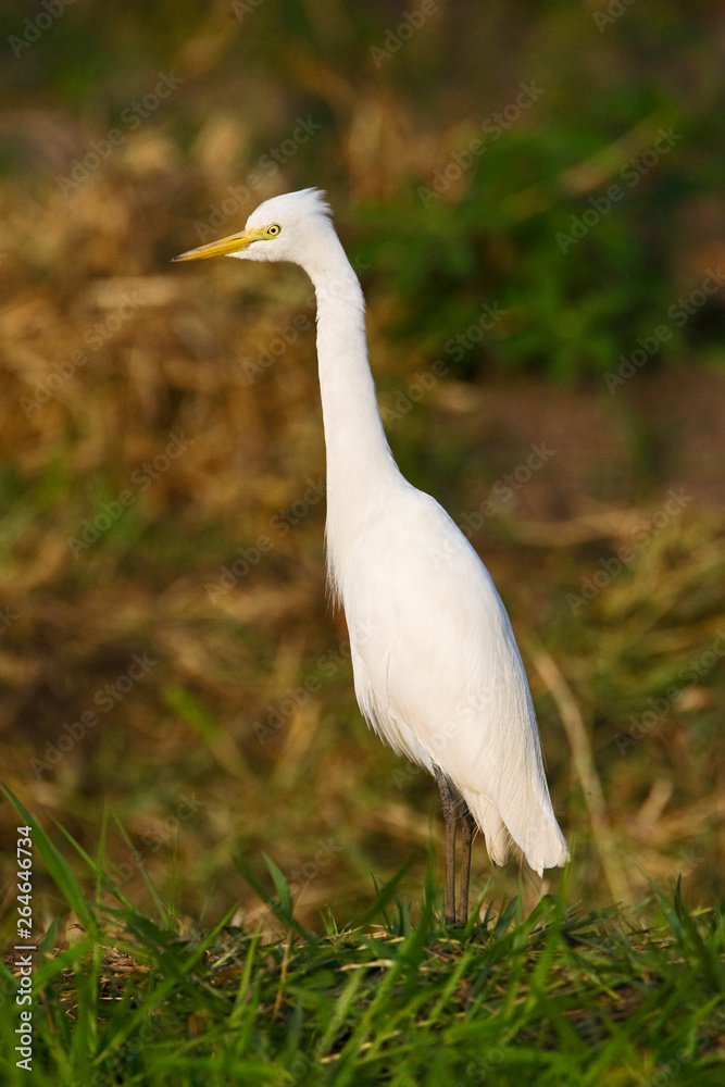 Intermediate Egret (Egretta intermedia) in rice paddyfields in South Africa. Intermediate Egret (Egretta intermedia) in rice paddyfields in South Africa.