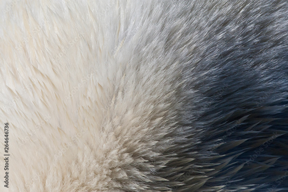 Closeup of fur of wild Polar Bear (Ursus maritimus) on Svalbard, arctic Norway. Closeup of fur of wild Polar Bear (Ursus maritimus) on Svalbard, arctic Norway.