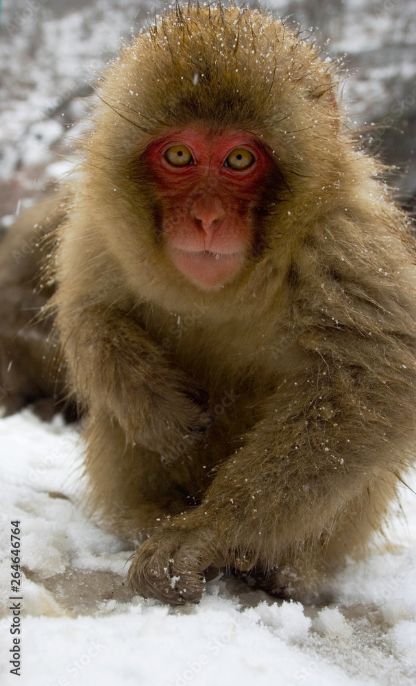 Fototapeta premium Japanese Macaque foraging in the snow in Japan