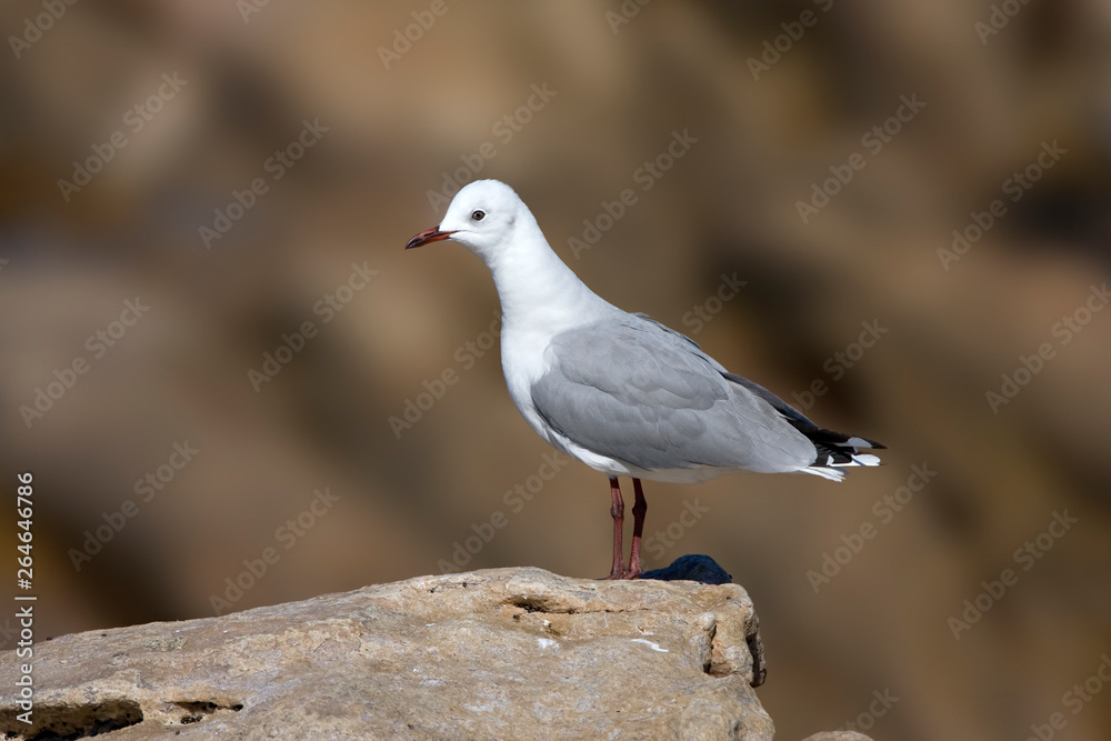 Hartlaub's Gull (Chroicocephalus hartlaubii) along the coast of South Africa. Hartlaub's Gull (Chroicocephalus hartlaubii) along the coast of South Africa.