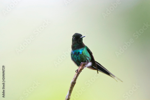 Adult male Green Thorntail (Discosura conversii) in lower west slope of Andes in Ecuador. Perched in a small twig. © AGAMI