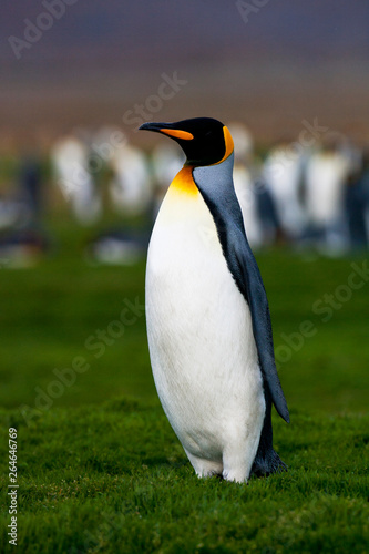 King Penguin  Aptenodytes patagonicus  in South Georgia island in the south Atlantic ocean.