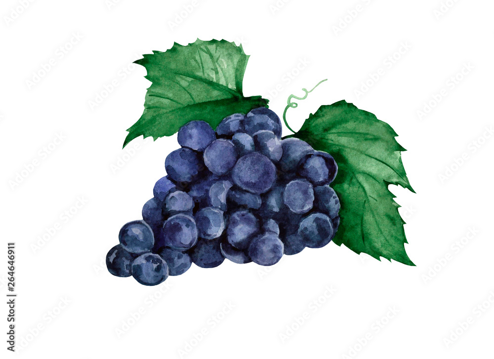 Fototapeta premium Watercolor blue grape. Raster fruit illustration for a cookbook, ingredients of recipes, advertising, cards for children and botanical magazines. Natural and organic agriculture.
