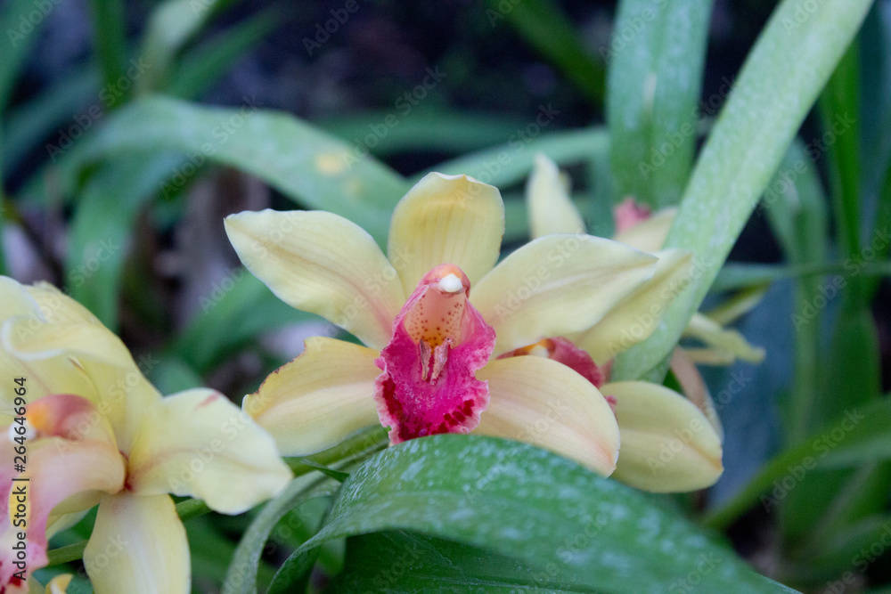 Yellow orchid flower Yellow orchid flower
